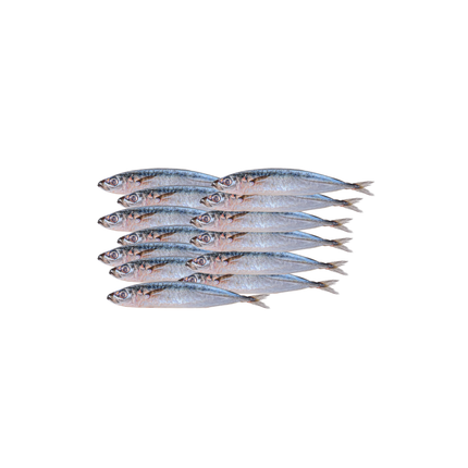 Baby Round Scad Fish (Galunggong) – Frozen, 2lb | 907g