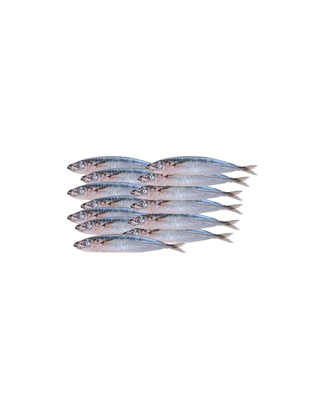 Baby Round Scad Fish (Galunggong) – Frozen, 2lb | 907g