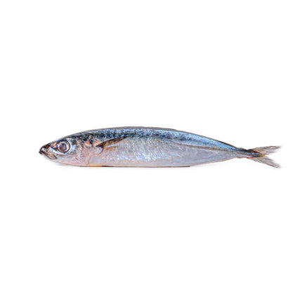 Blue Star Round Scad Fish (Galunggong) – Frozen, 2lb | 907g
