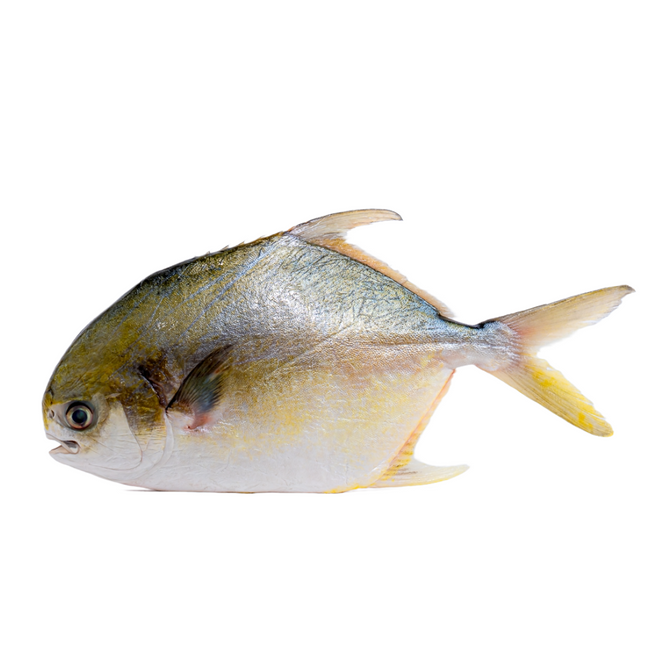 Golden Pompano - Approx 1.32–1.76 lbs | 600–800g